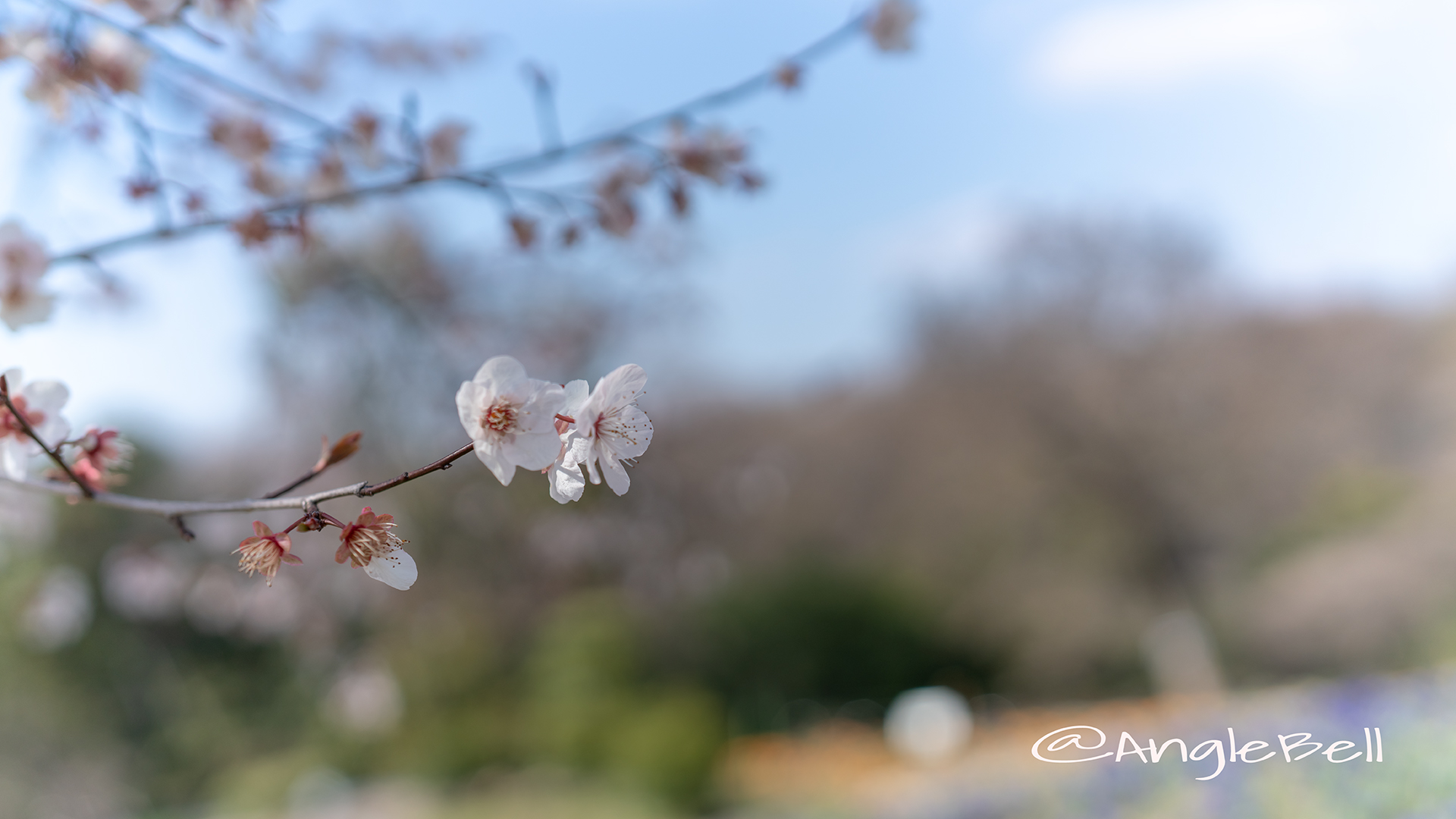 ベニバスモモ 紅葉李 Flower Photo3