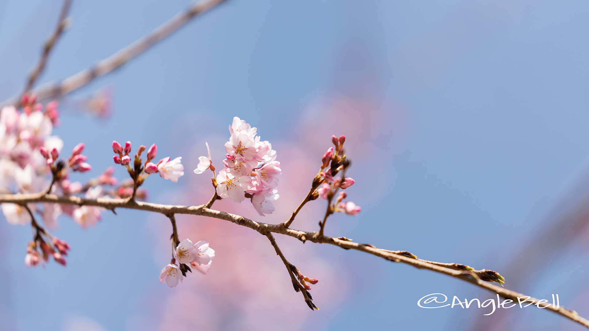 イトサクラ 糸桜 Flower Photo2019＿01