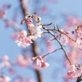 イトサクラ 糸桜 Flower Photo2019＿02