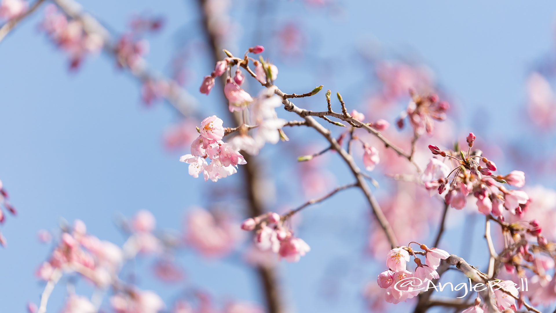 イトサクラ 糸桜