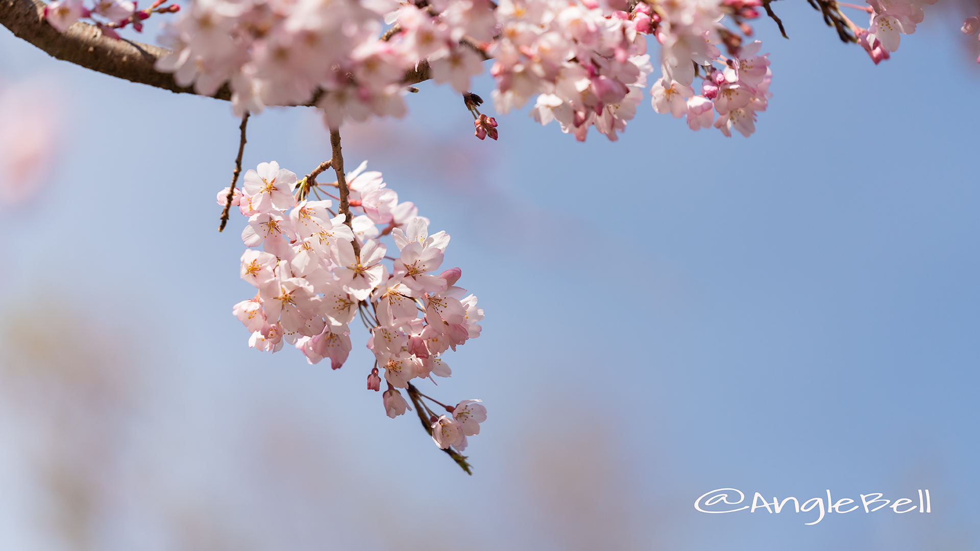 イトサクラ 糸桜 Flower Photo2019＿03