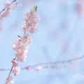 ホザキヒガンヤエザクラ 穂咲彼岸八重桜 Flower Photo1