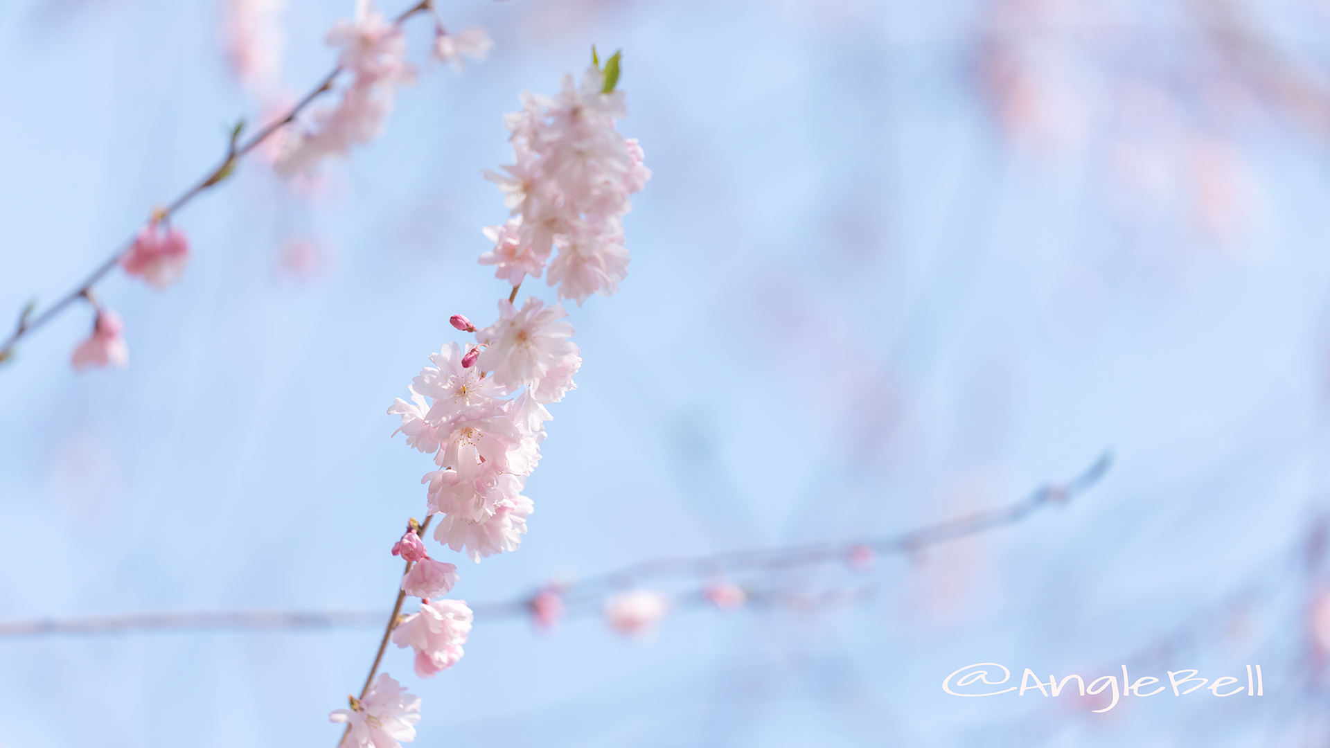 ホザキヒガンヤエザクラ 穂咲彼岸八重桜 Flower Photo1