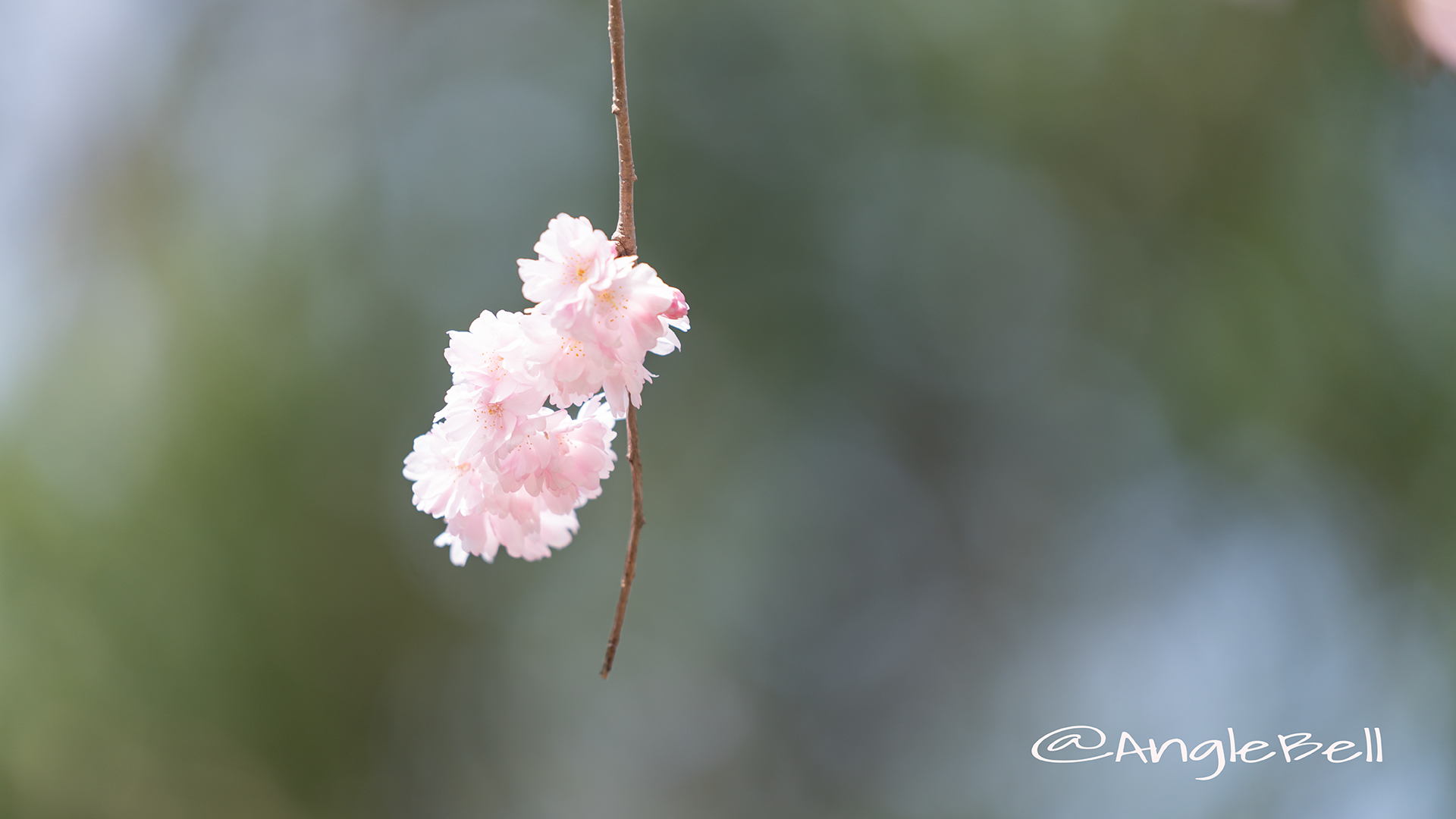 ホザキヒガンヤエザクラ 穂咲彼岸八重桜 Flower Photo2