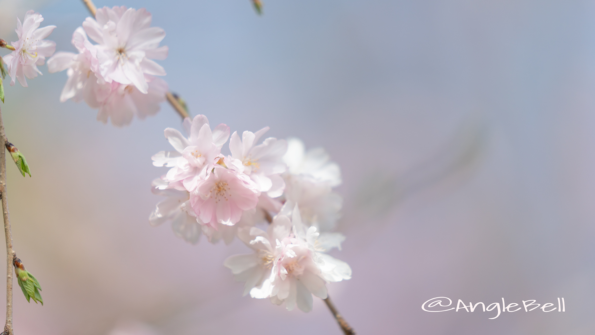 ホザキヒガンヤエザクラ 穂咲彼岸八重桜 Flower Photo3