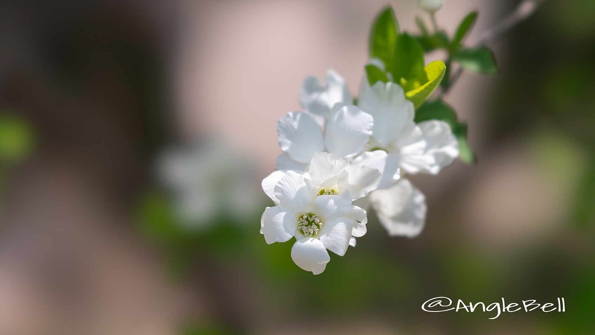 リキュウバイ 利休梅 Flower Photo2