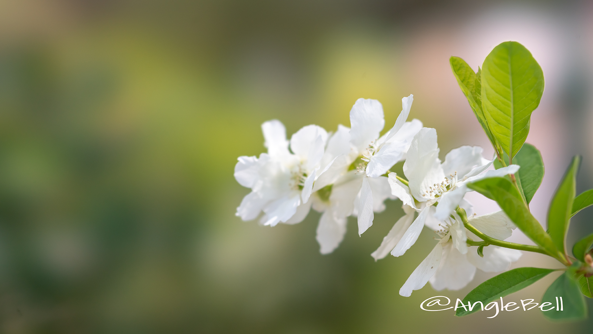 リキュウバイ 利休梅 Flower Photo1