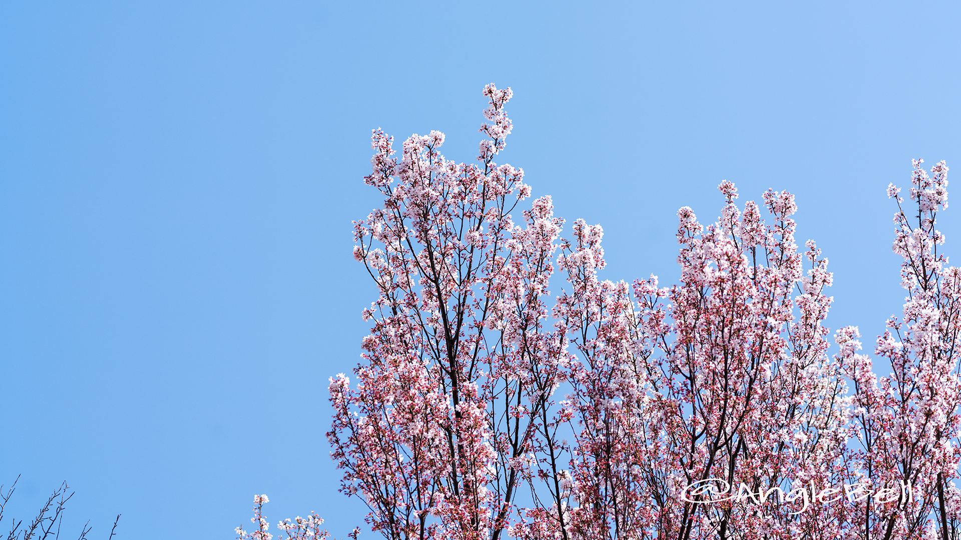 トウカイザクラ 東海桜 Flower Photo2