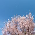 トウカイザクラ 東海桜 Flower Photo1