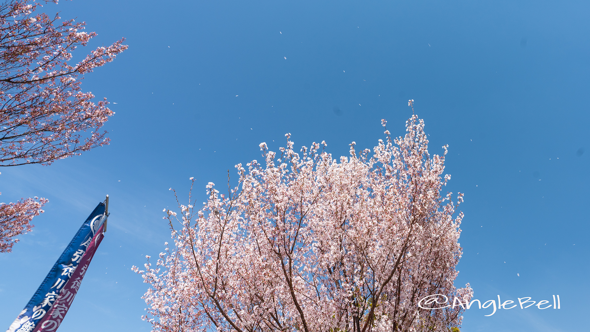トウカイザクラ 東海桜 Flower Photo1