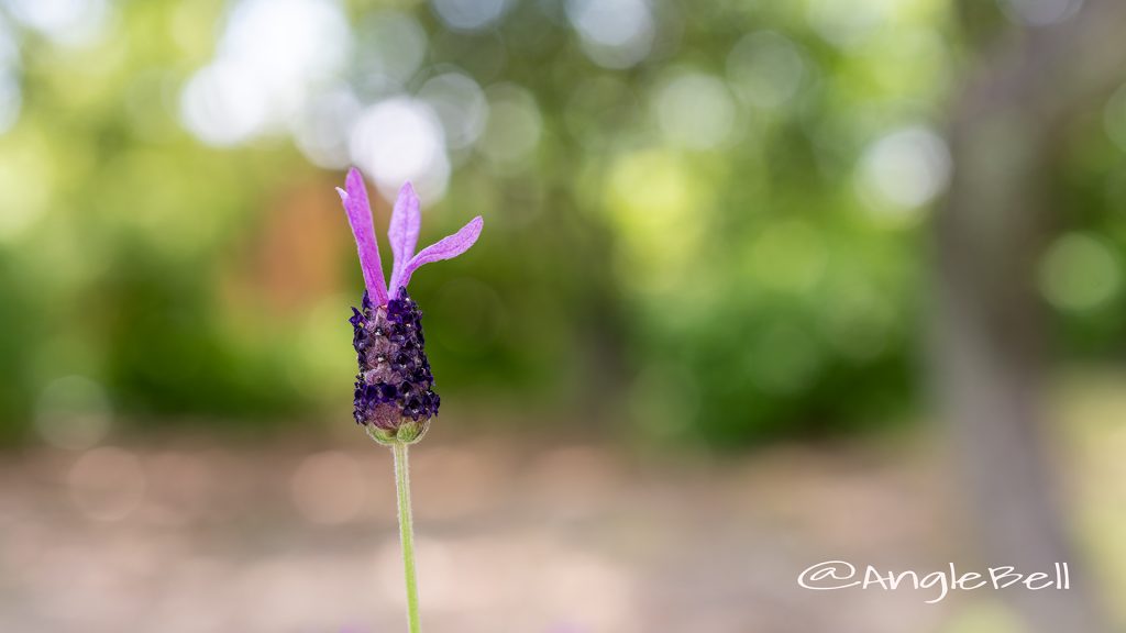 フレンチラベンダー Flower Photo2