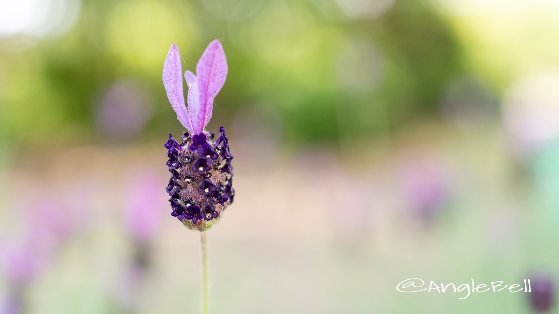 フレンチラベンダー Flower Photo1