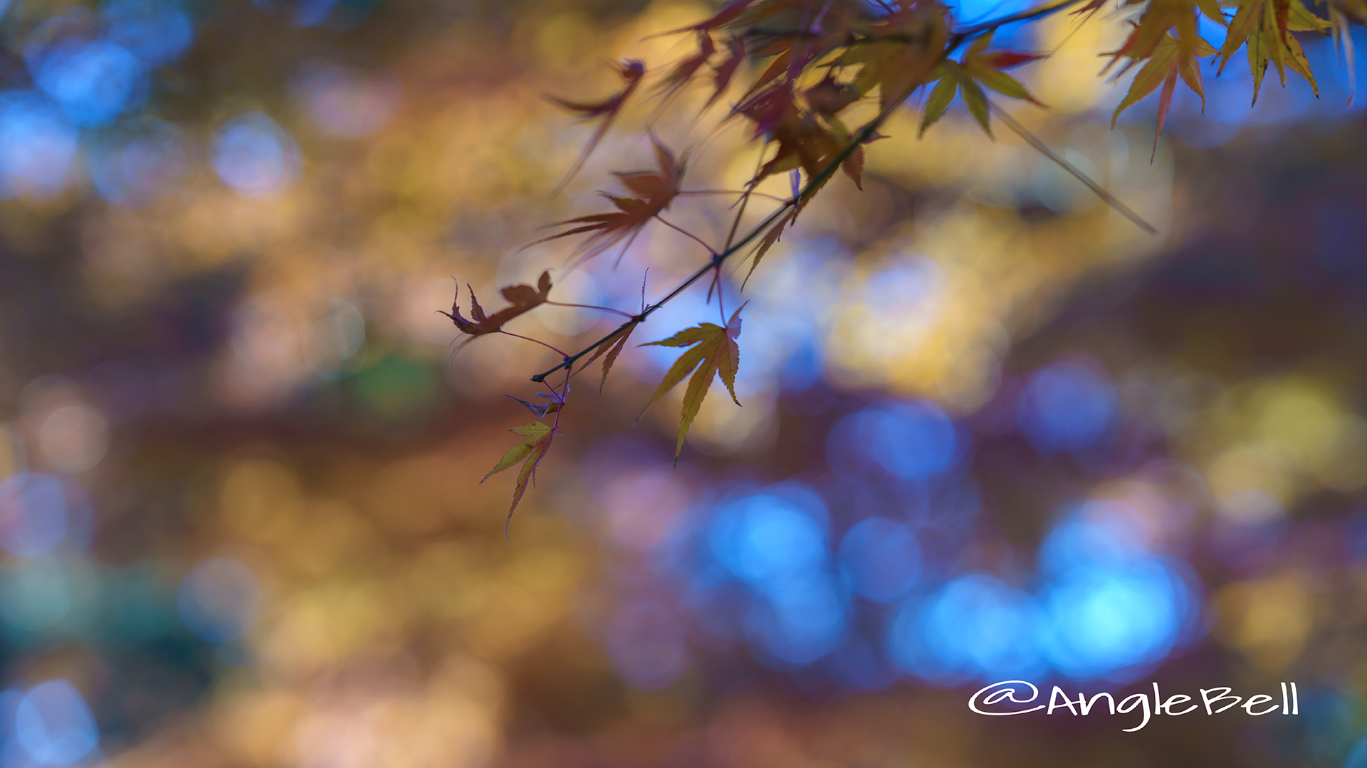 カエデ 楓 Flower Photo2017_1