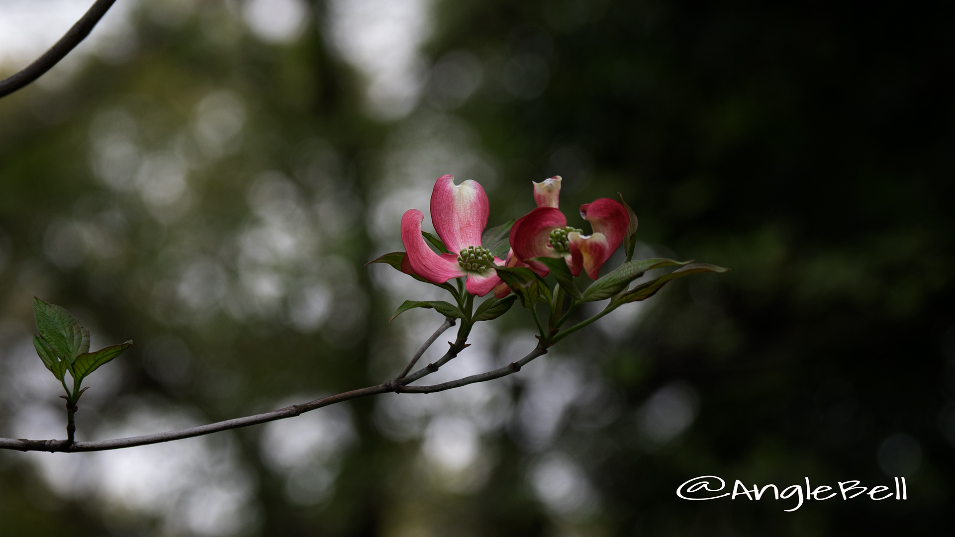 ハナミズキ 花水木 Flower Photo2