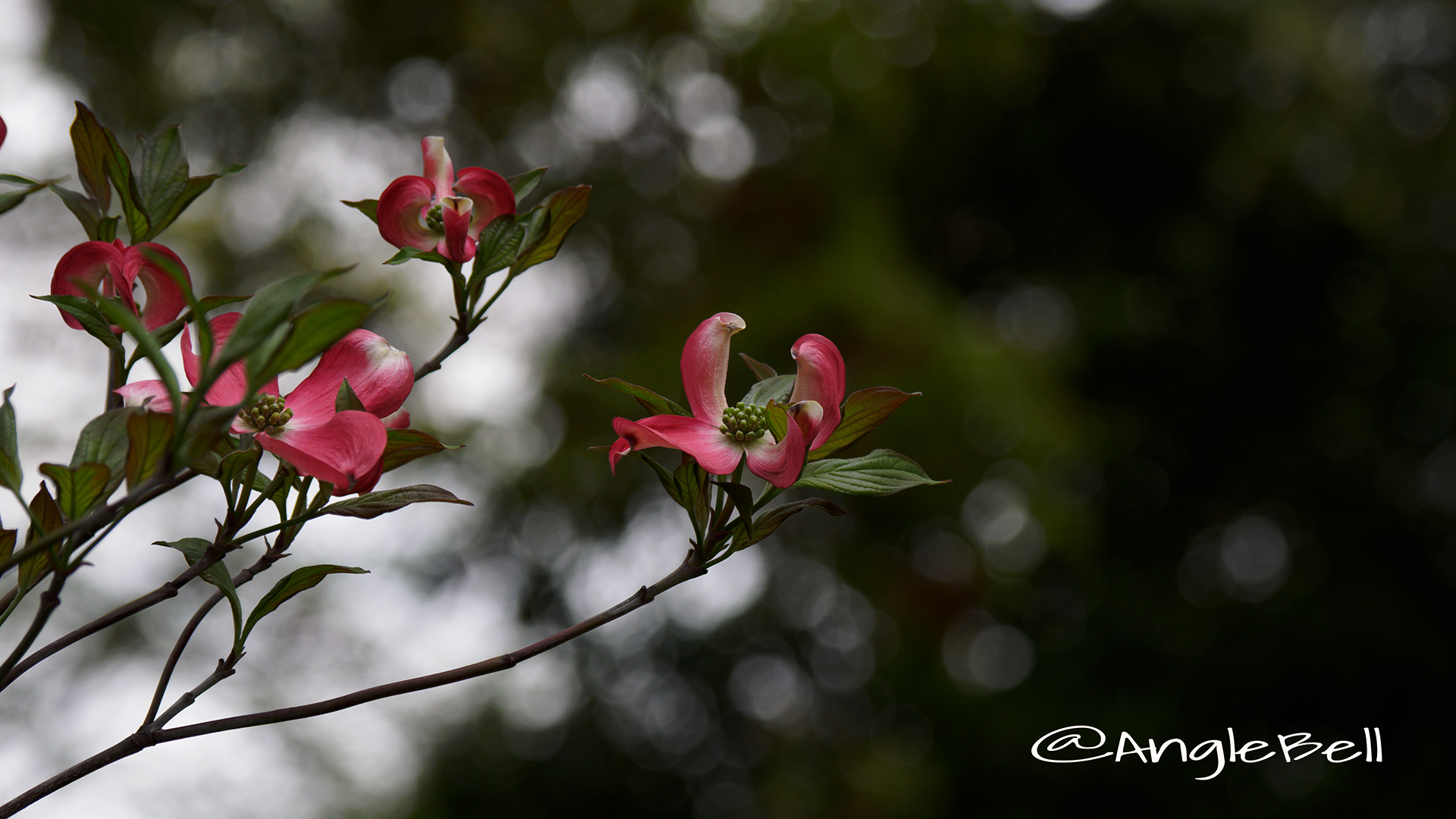 ハナミズキ 花水木 Flower Photo5