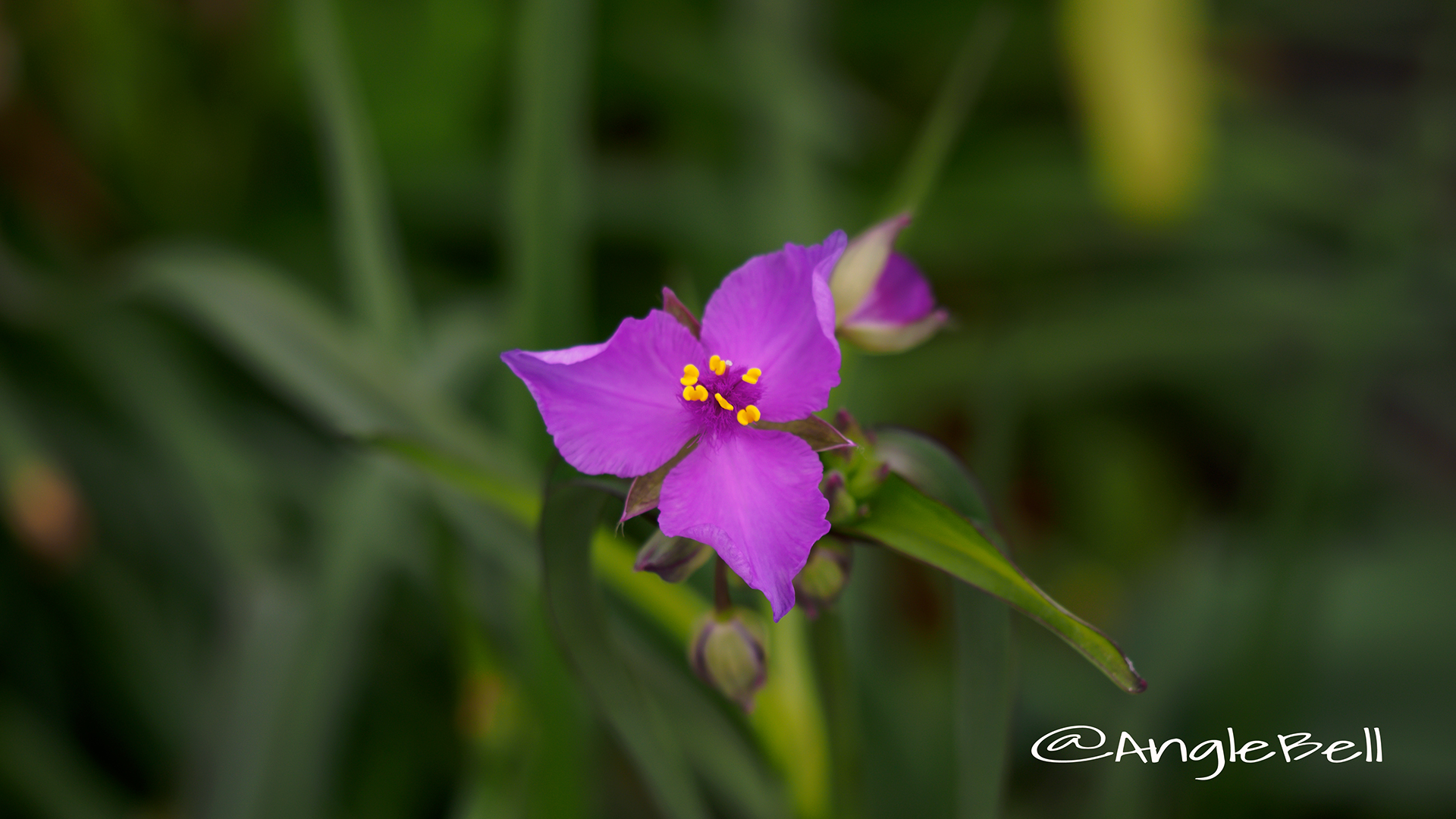 オオムラキツユクサ 大紫露草 Flower Photo1