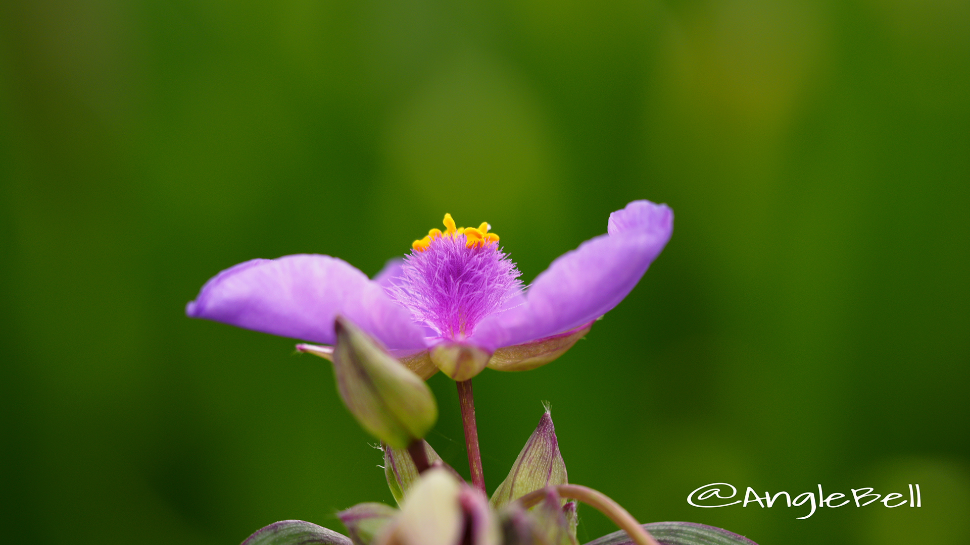 オオムラキツユクサ 大紫露草 Flower Photo2