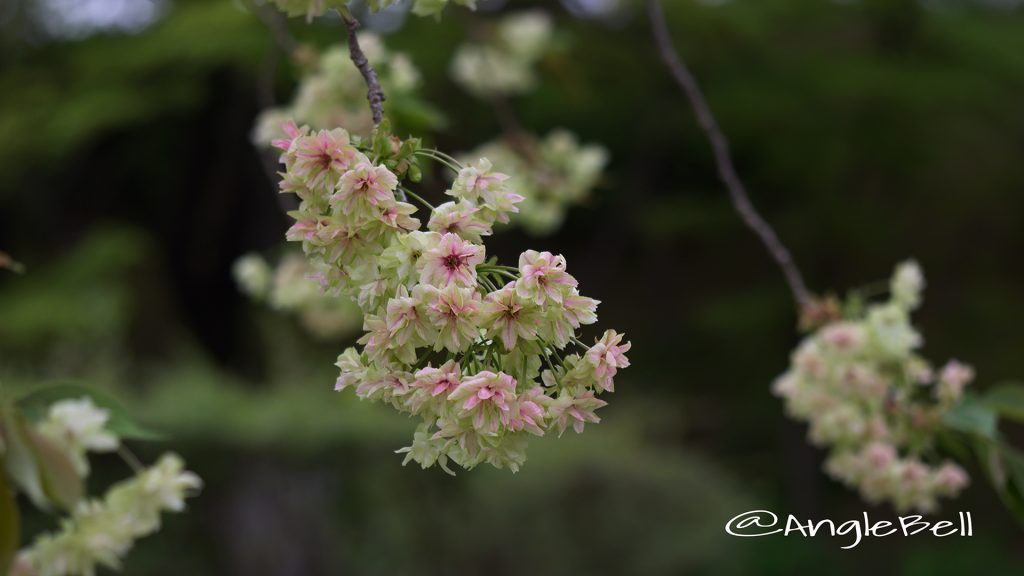 ギョイコウ 御衣黄 Flower Photo1