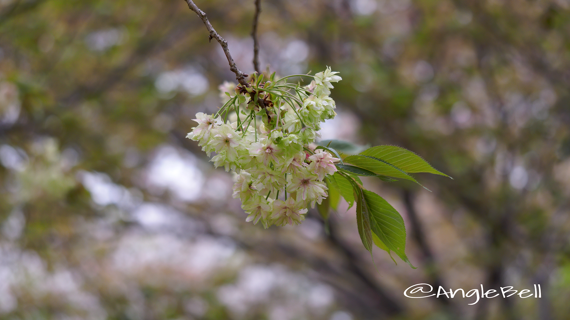 ギョイコウ 御衣黄 Flower Photo5