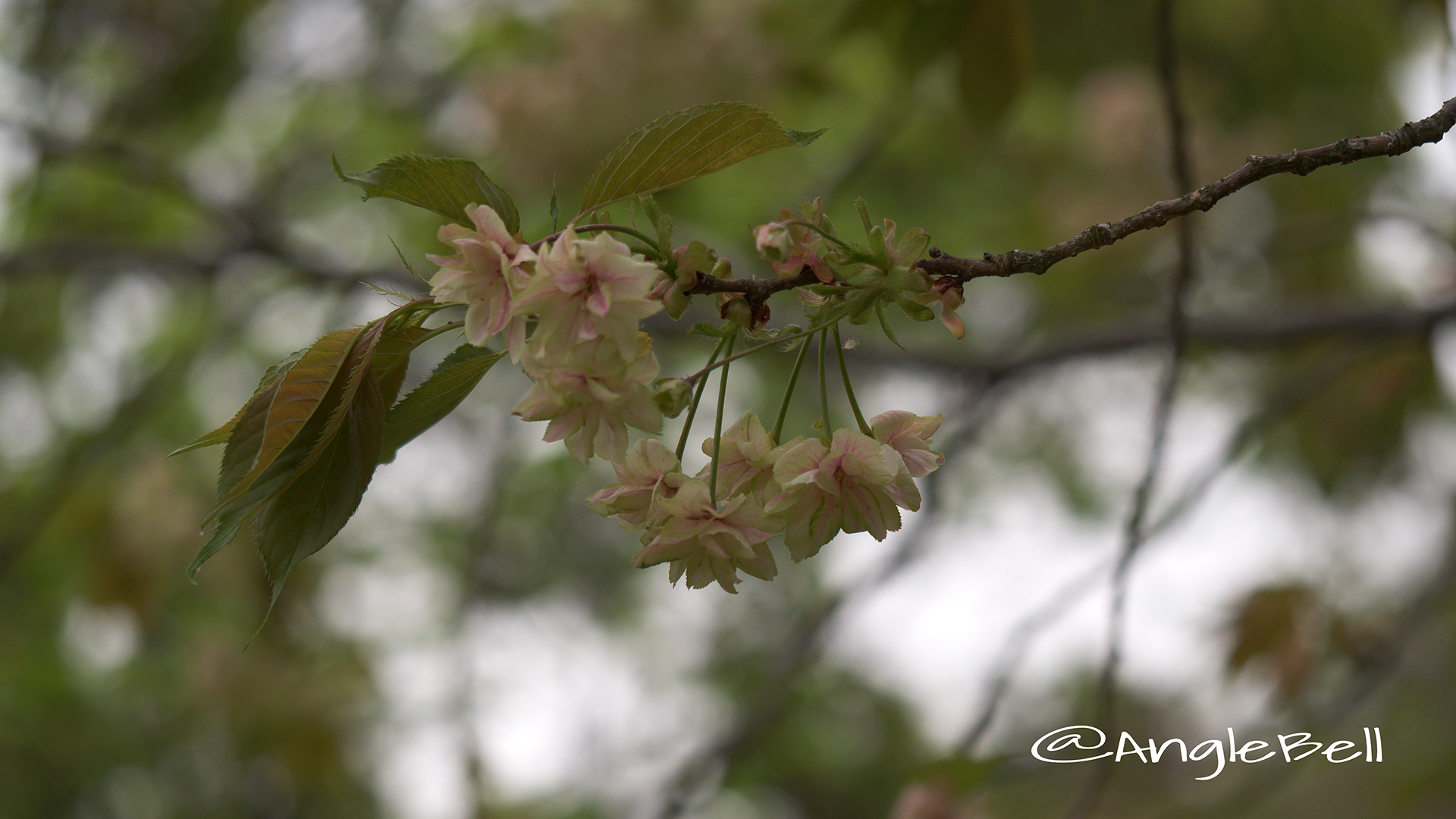 ギョイコウ 御衣黄 Flower Photo4