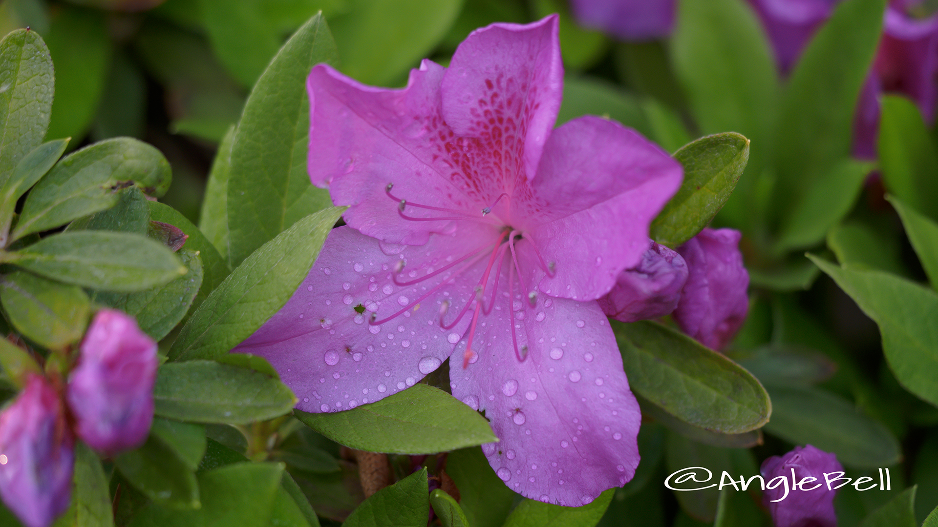 オオムラサキツツジ 大紫躑躅 Flower Photo3