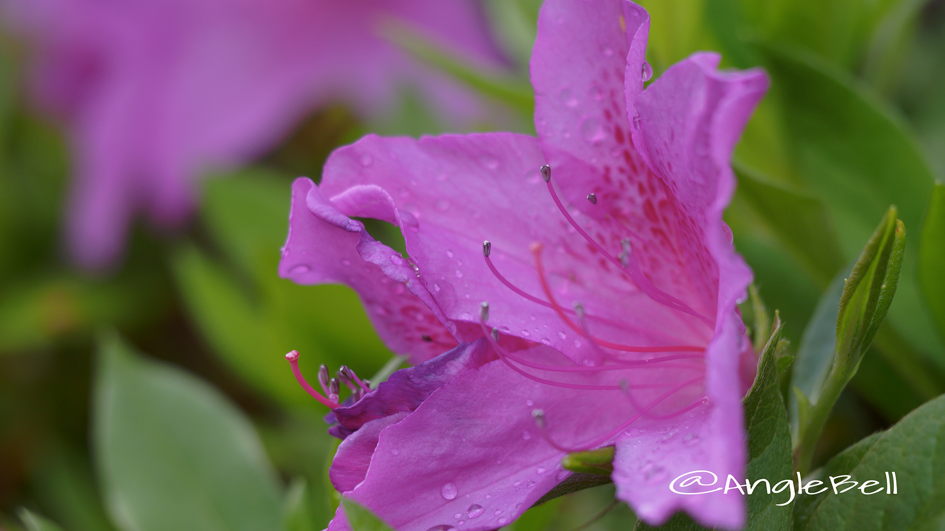 オオムラサキツツジ 大紫躑躅 Flower Photo4