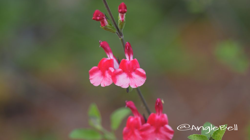 チェリーセージ Flower Photo1