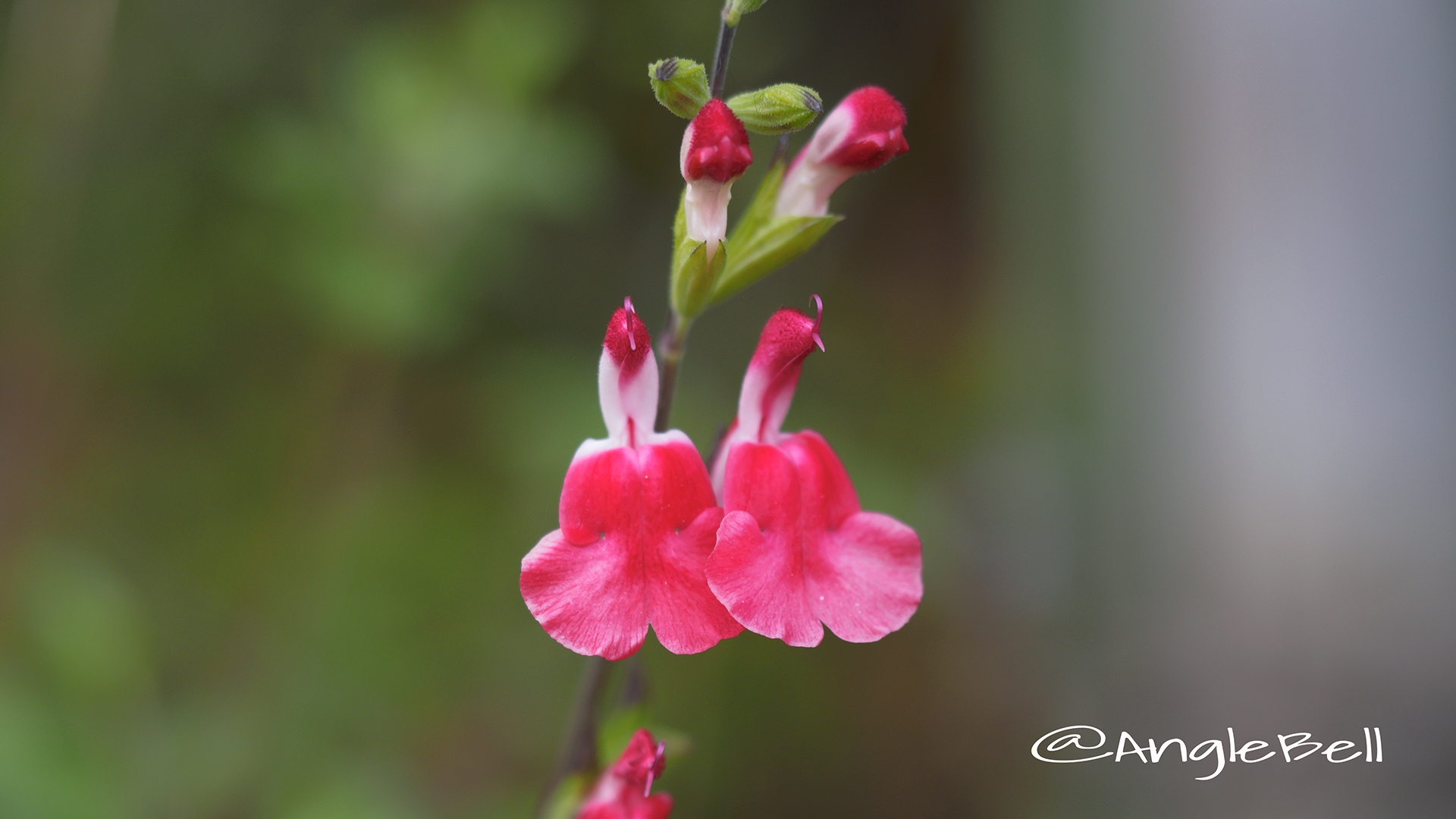チェリーセージ Flower Photo3