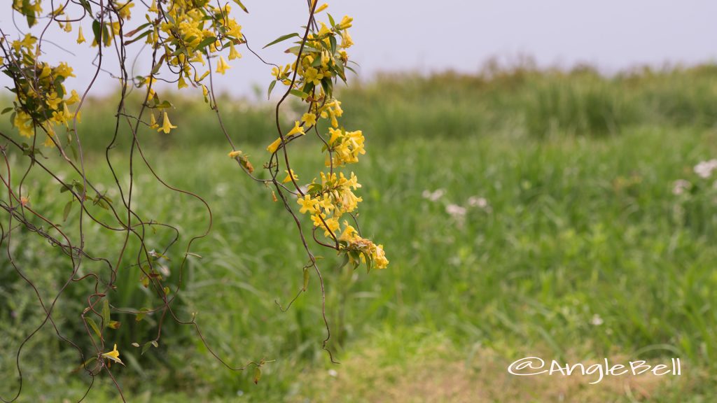 カロライナジャスミン Flower Photo1