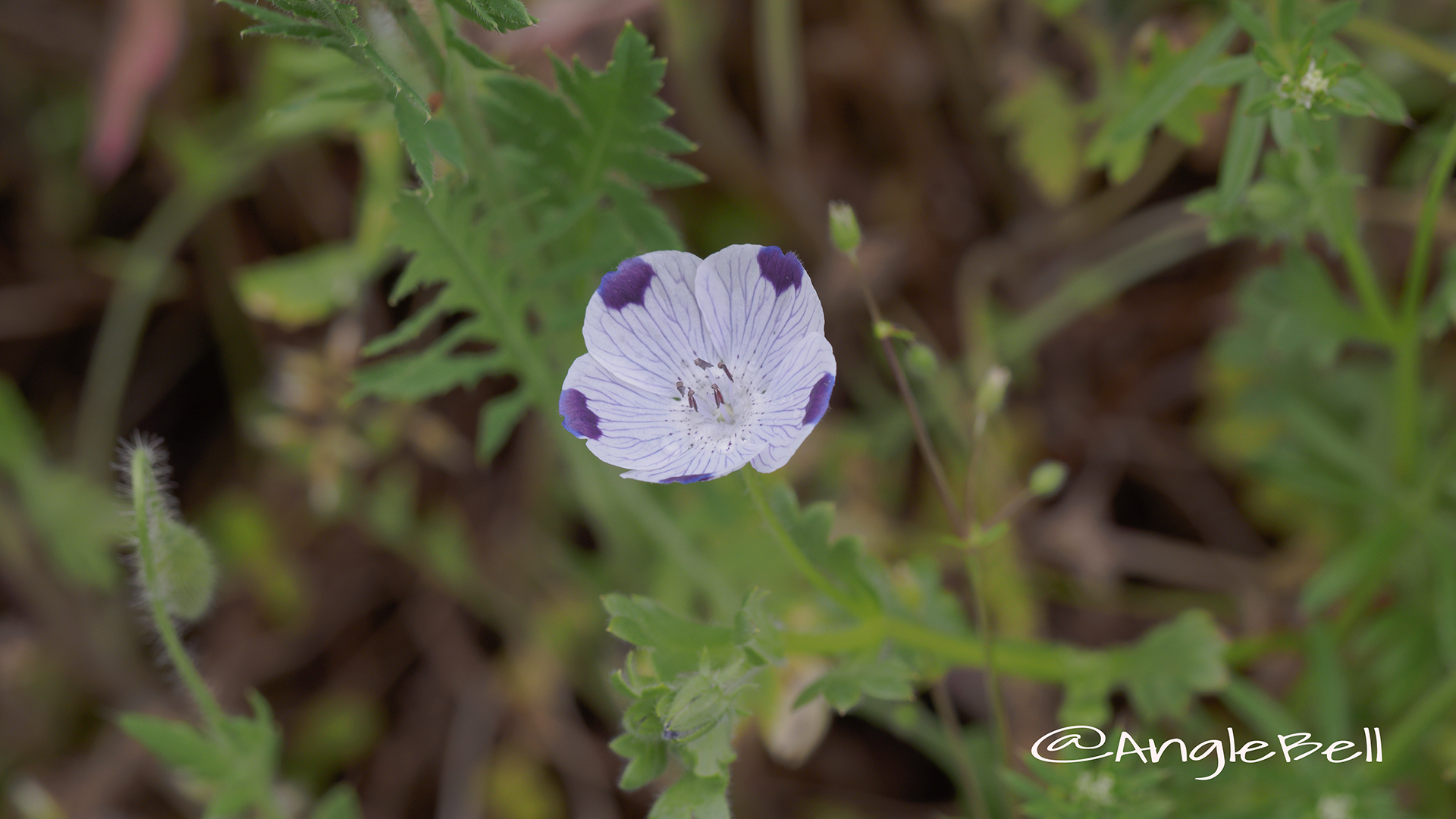 ネモフィラ・マキュラータ Flower Photo5