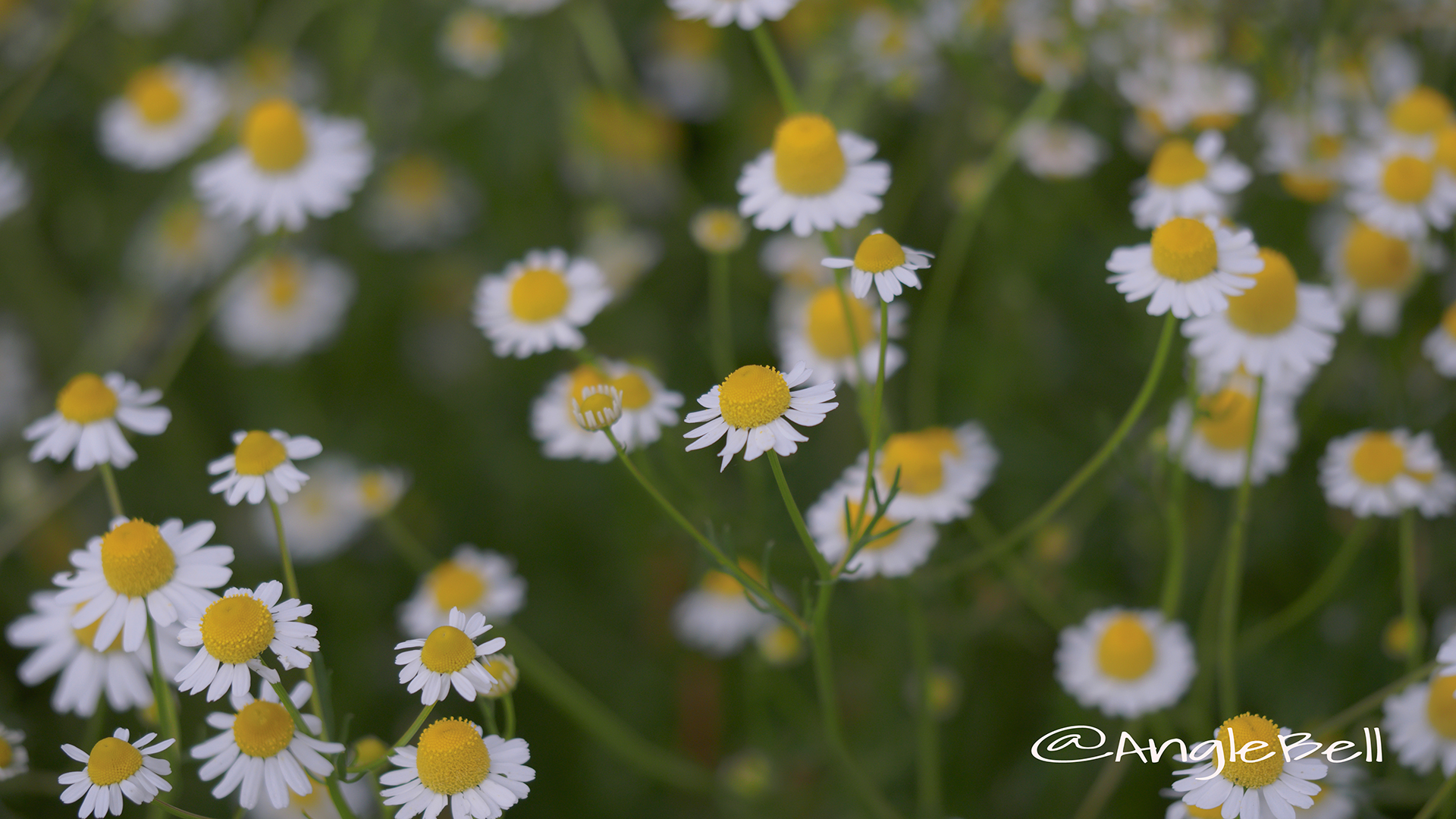 ジャーマンカモミール Flower Photo4