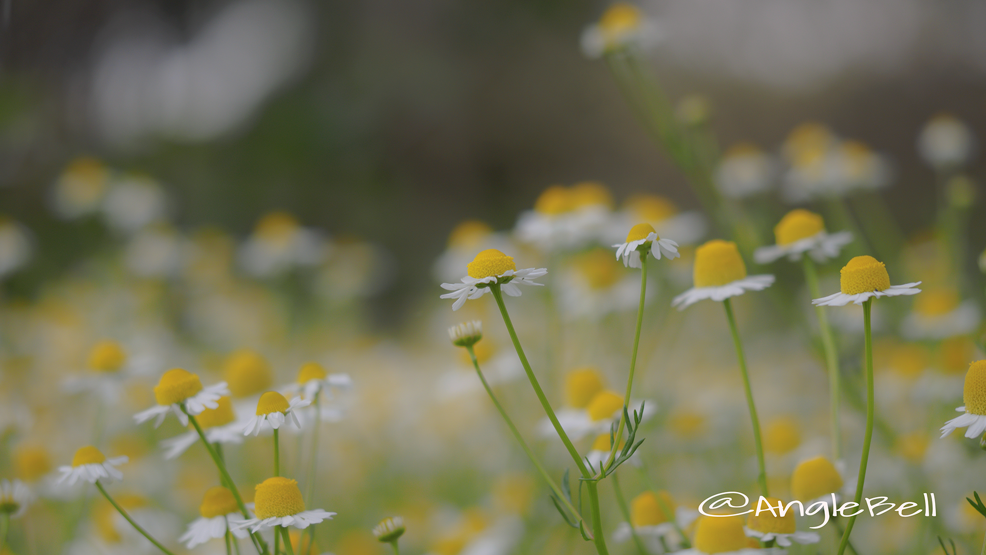 ジャーマンカモミール Flower Photo3