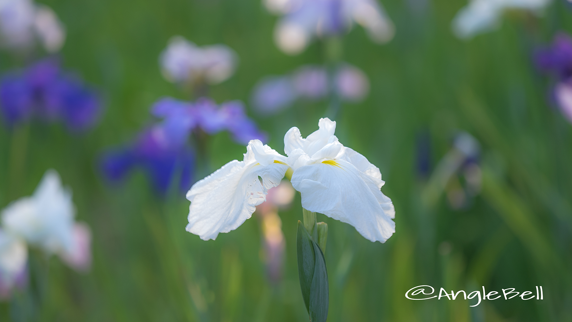 ハナショウブ 花菖蒲 Flower Photo8