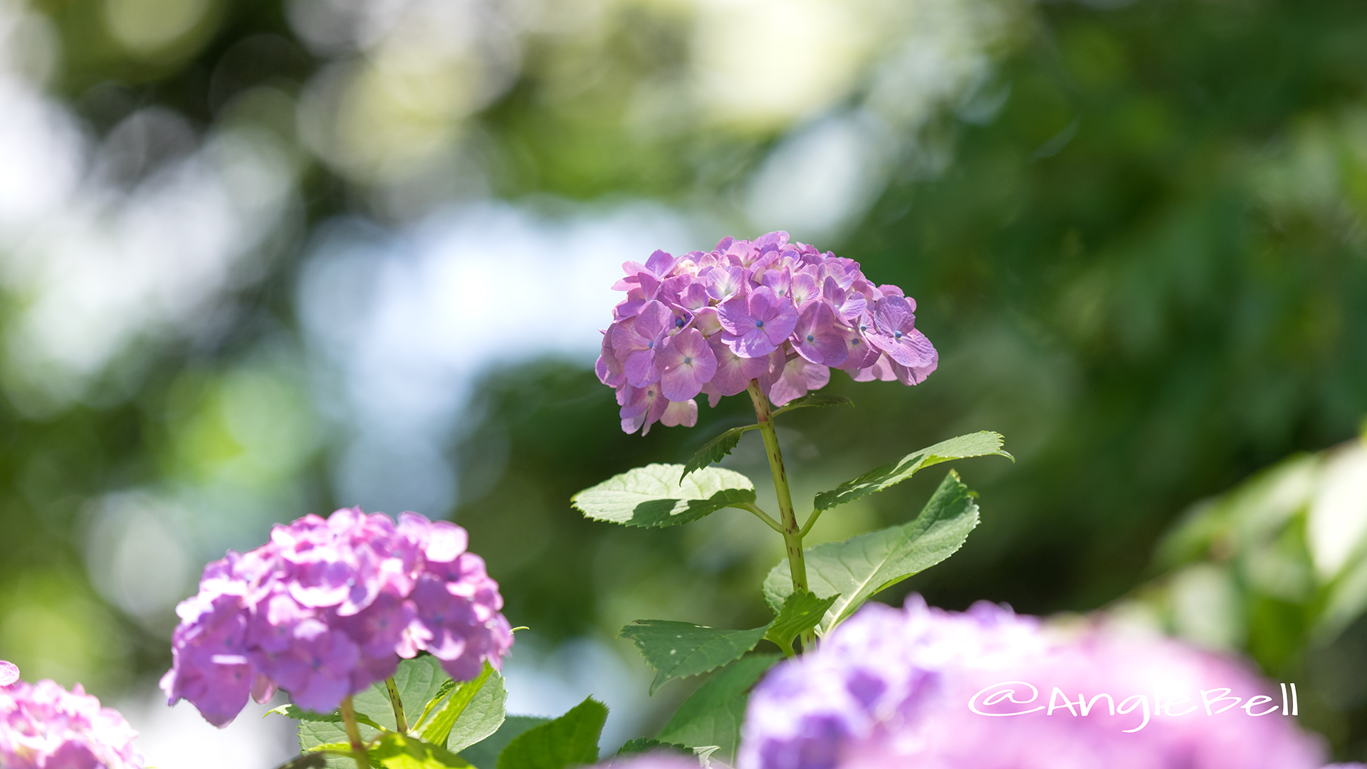 アジサイ 紫陽花 Flower Photo7