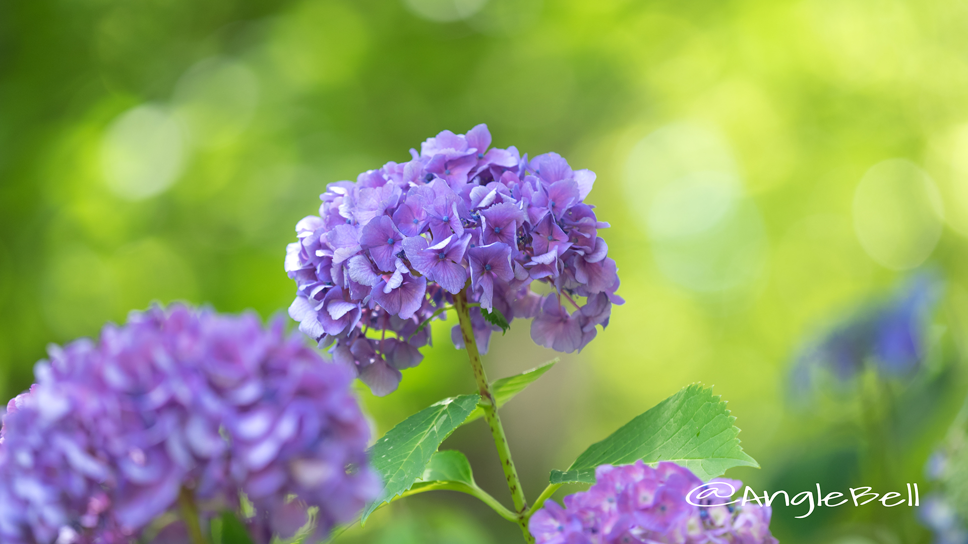 アジサイ 紫陽花 Flower Photo5