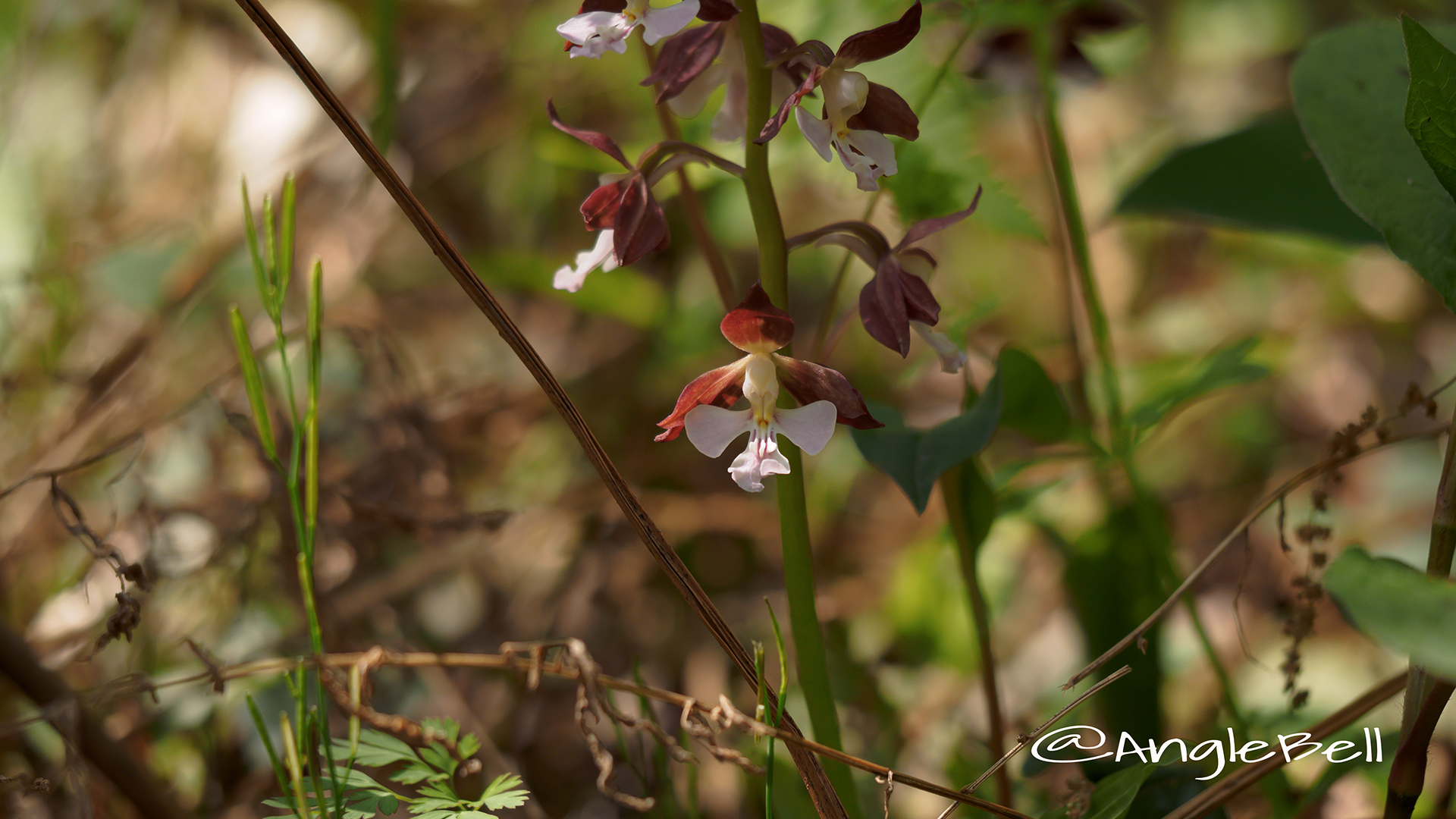 エビネ 海老根 Flower Photo2