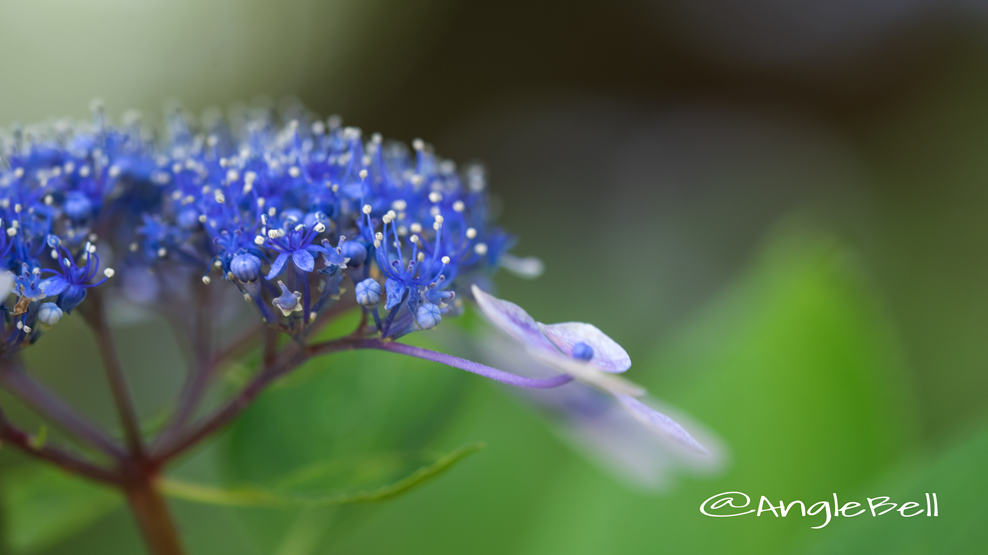 アジサイ 紫陽花 Flower Photo6