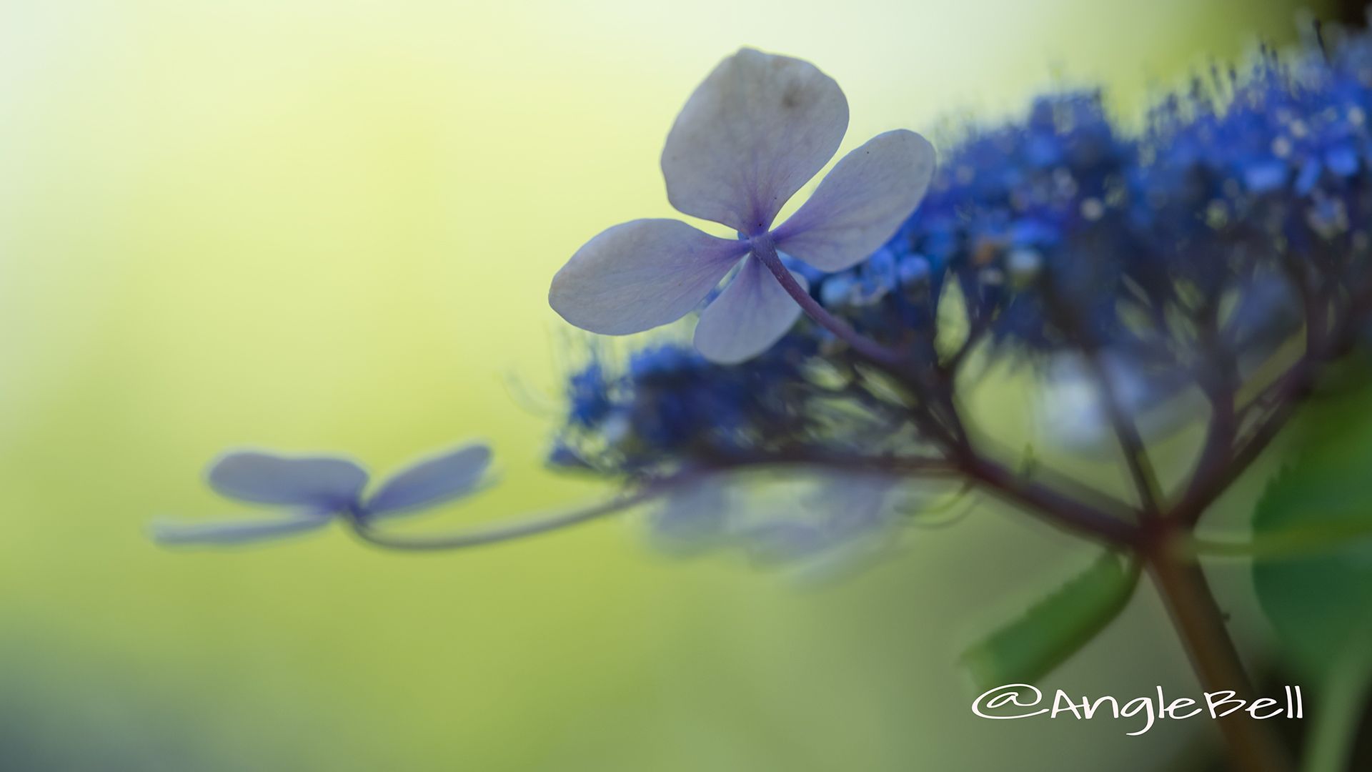 アジサイ 紫陽花 Flower Photo8