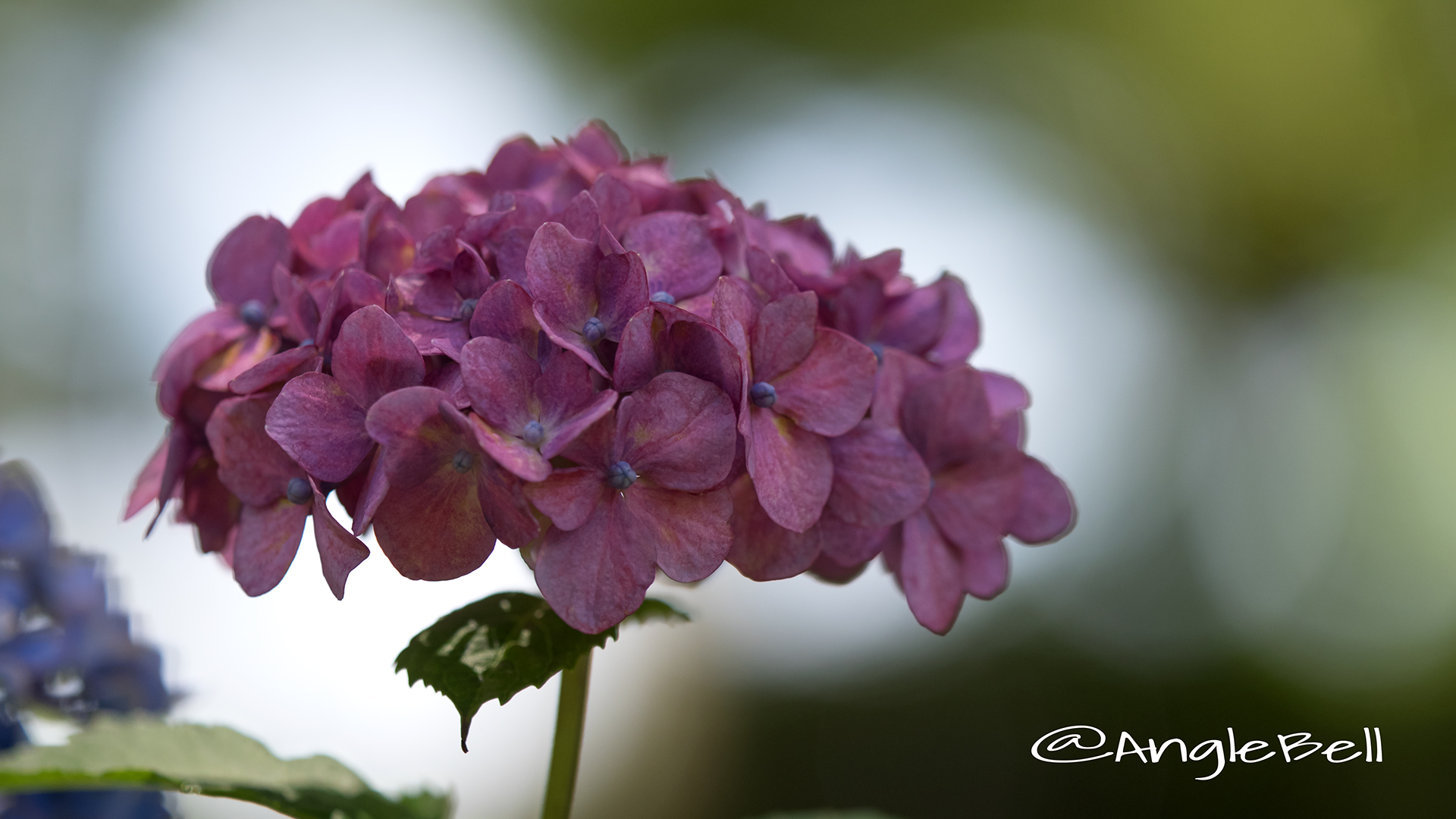アジサイ 紫陽花 Flower Photo4