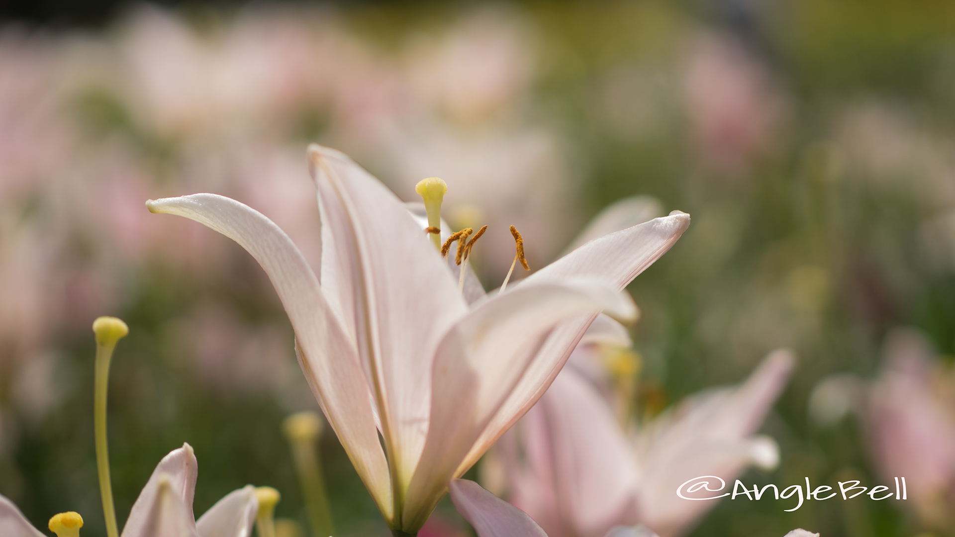 ユリ 百合 Flower Photo5