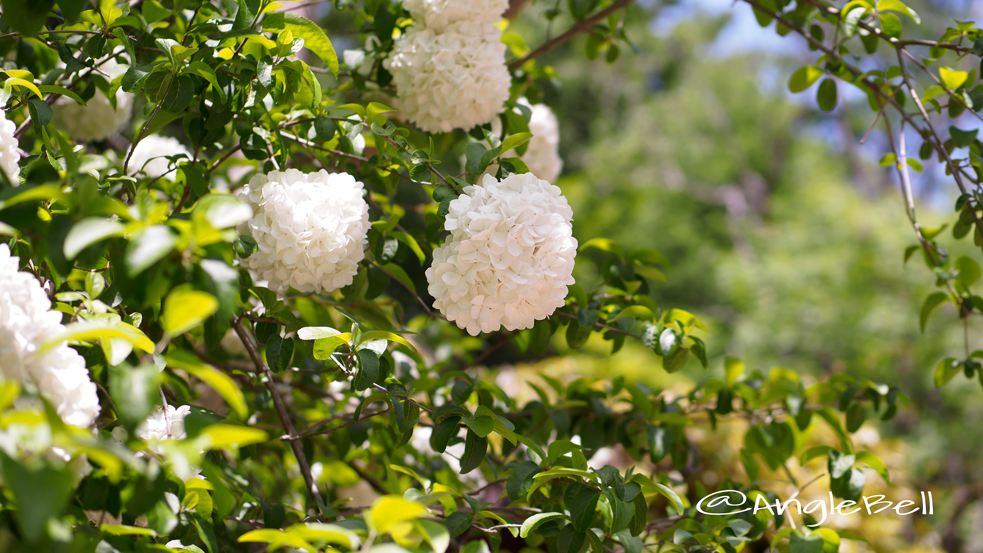 ムーシューチュー 木綉球 Flower Photo2