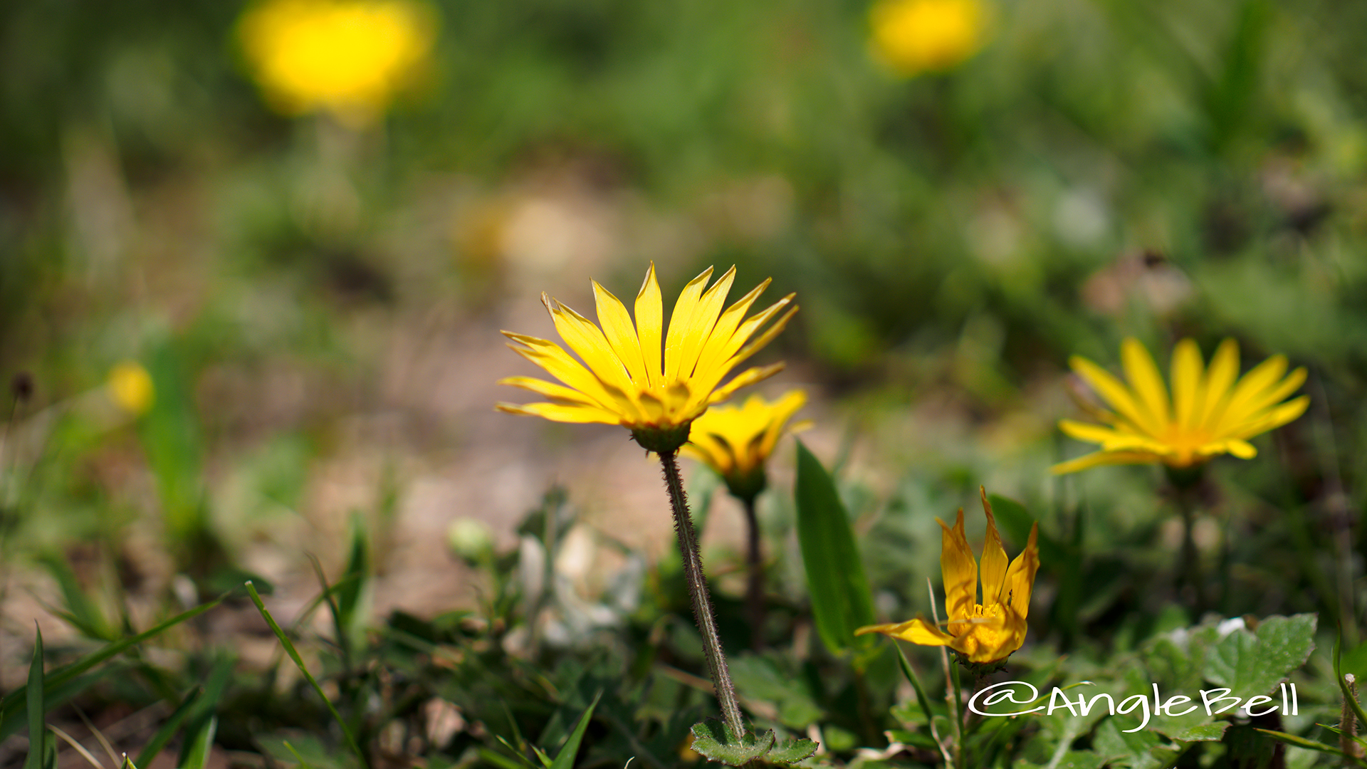 アルクトテカ・カレンデュラ Flower Photo2