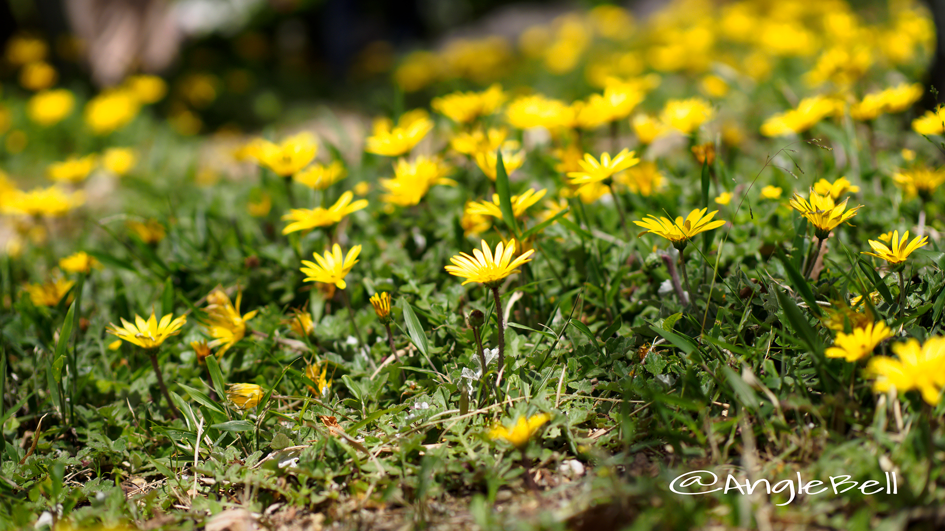 アルクトテカ・カレンデュラ Flower Photo3