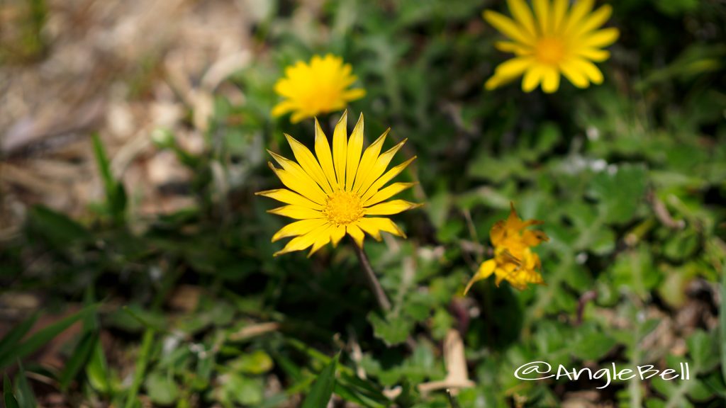 アルクトテカ・カレンデュラ Flower Photo1