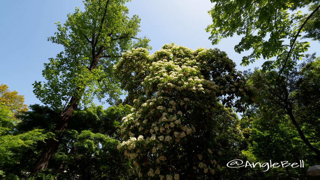 オオカナメモチ 大要黐 Flower Photo1