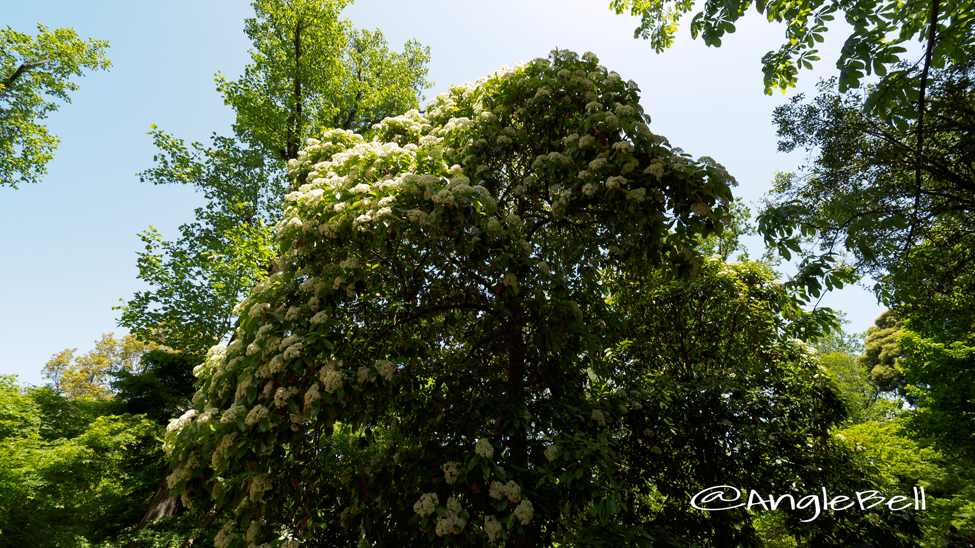 オオカナメモチ 大要黐 Flower Photo2