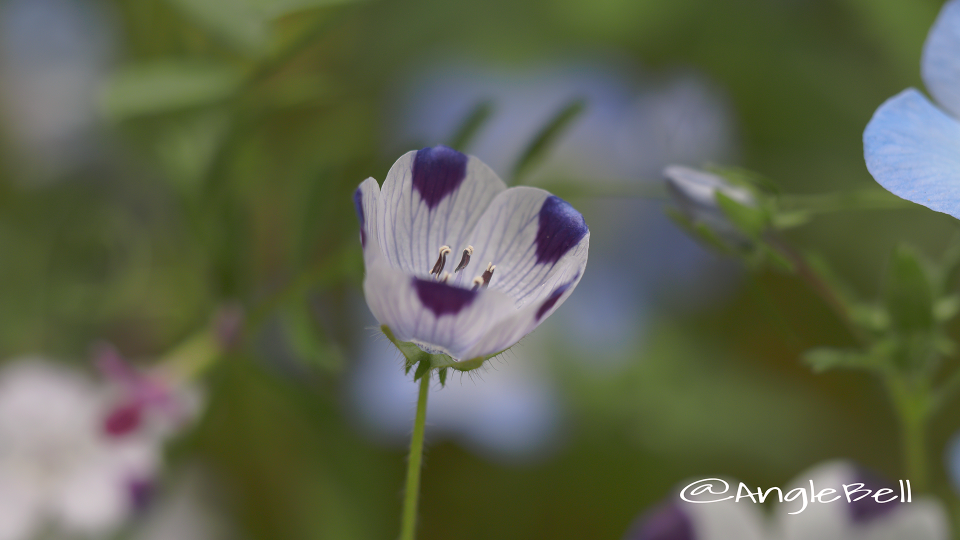 ネモフィラ・マキュラータ Flower Photo4