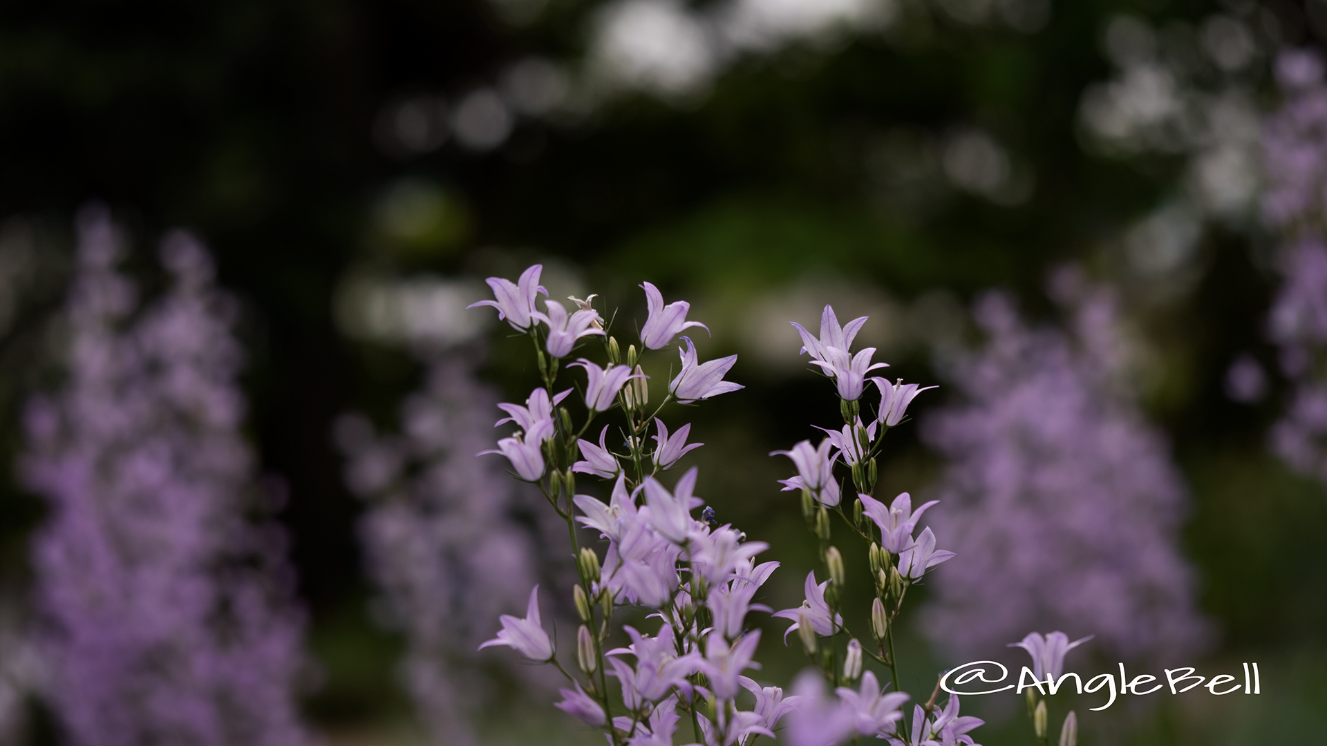 カンパニュラ Flower Photo6