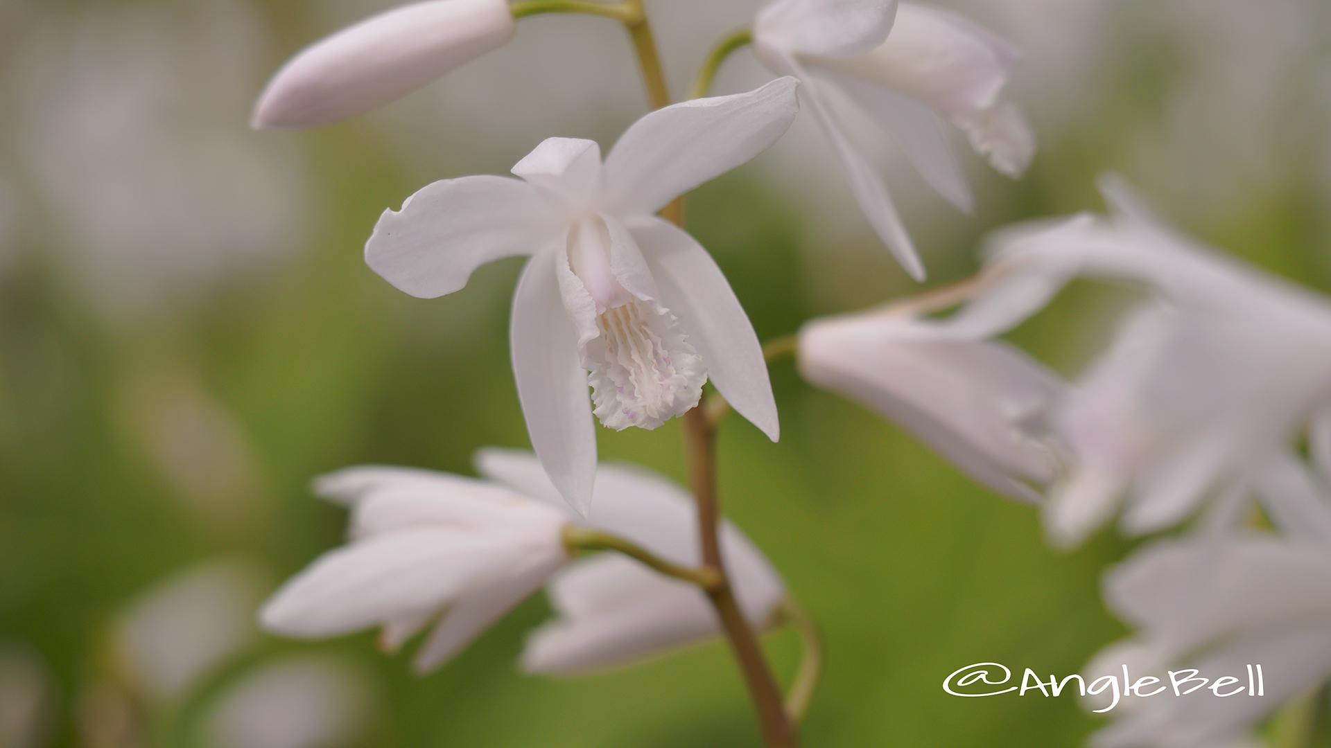 白花斑入り紫蘭 Flower Photo4