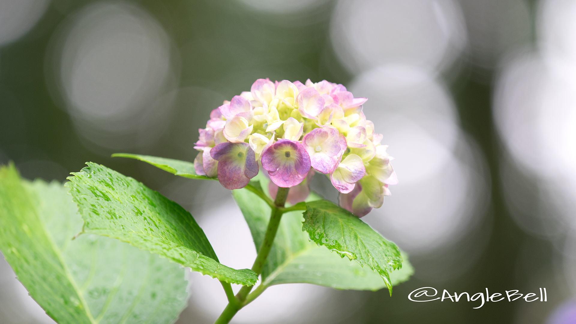 アジサイ 紫陽花 Flower Photo11